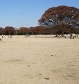 国営昭和記念公園